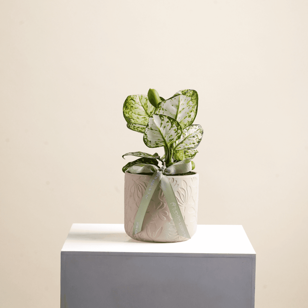 Jalounima White Joy plant