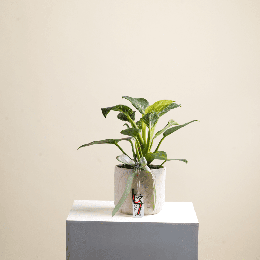 Eglonemia plant