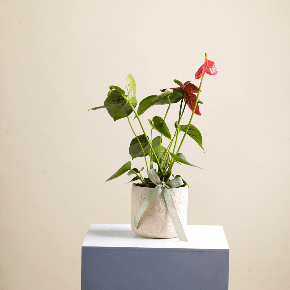 Anthurium plant