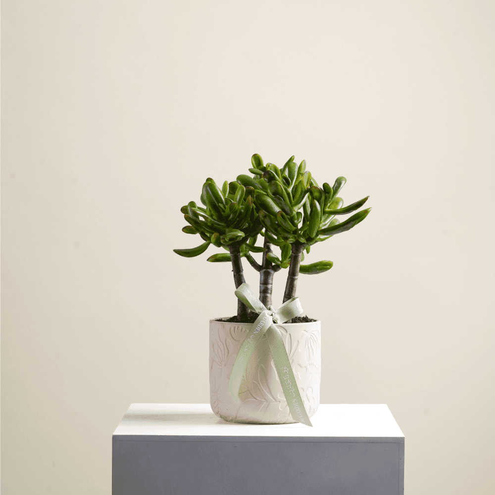 Crassula plant