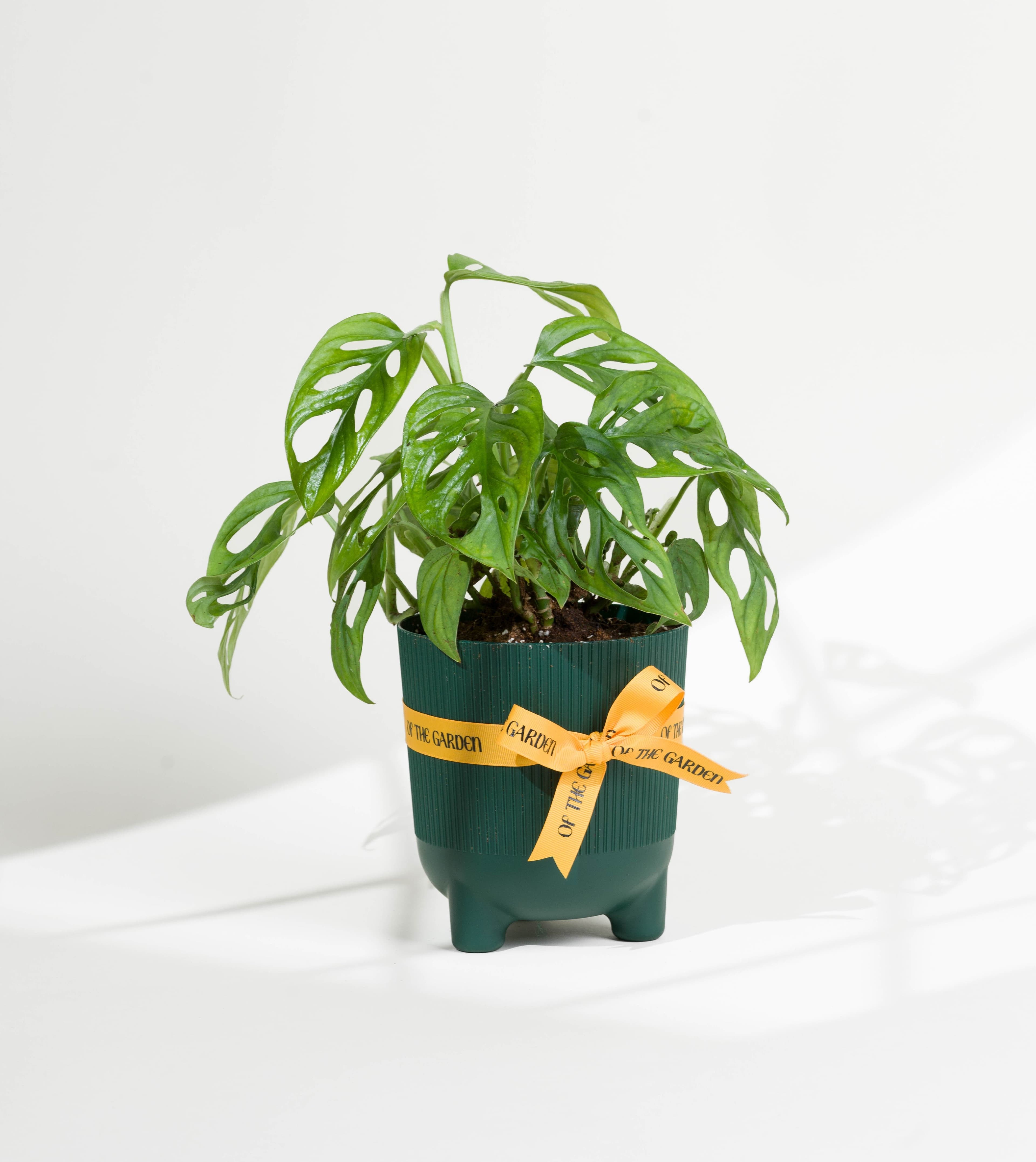 Indoor plants