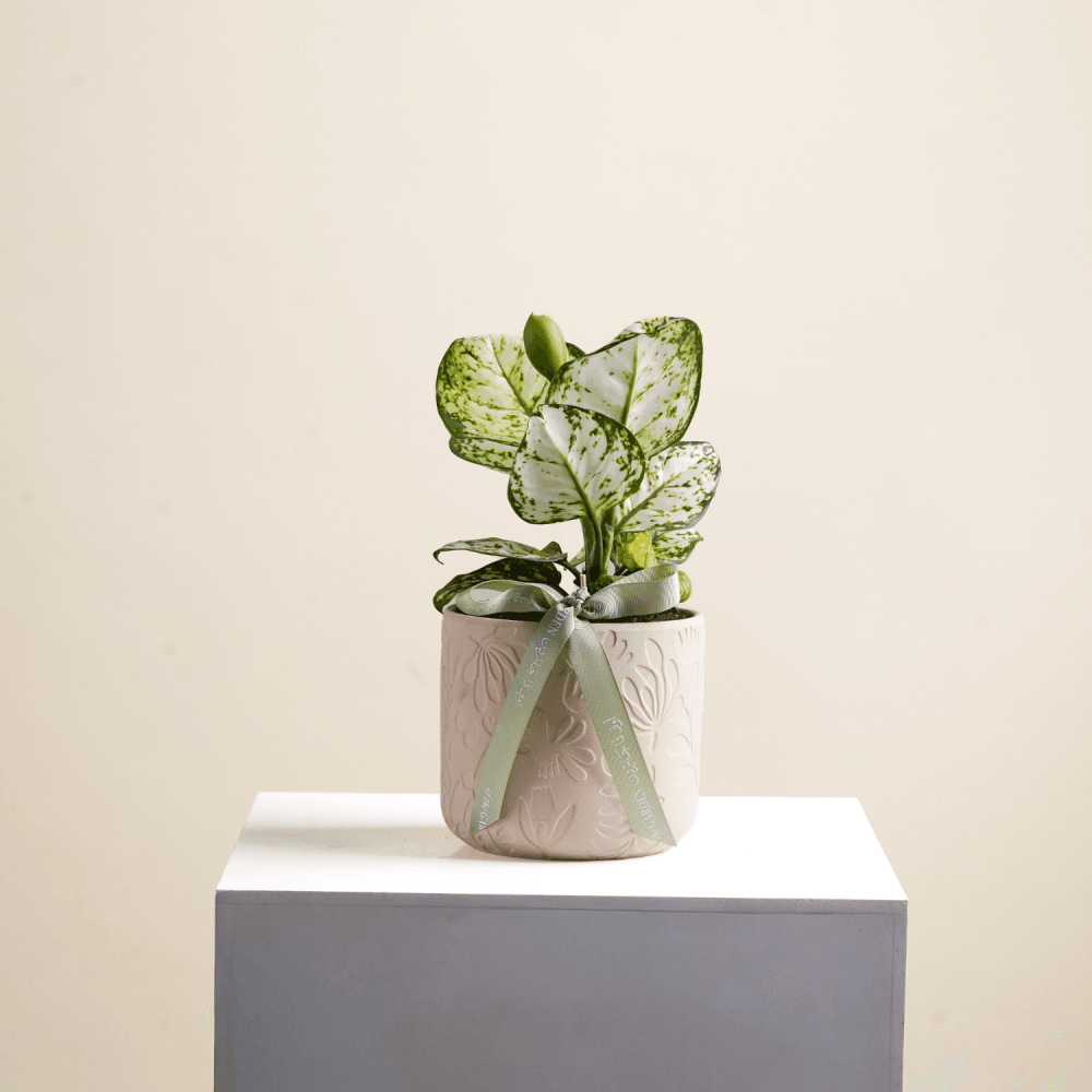 Jalounima White Joy plant