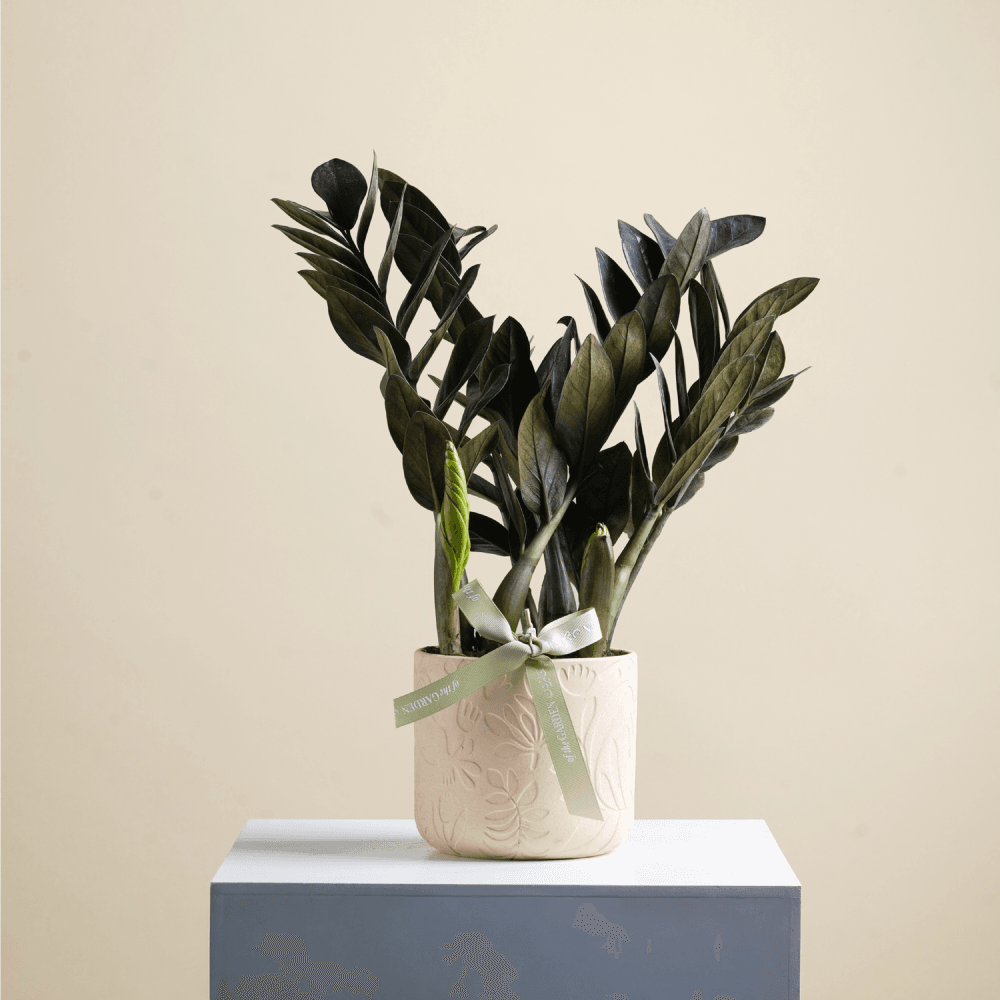 Zamia plant - dark