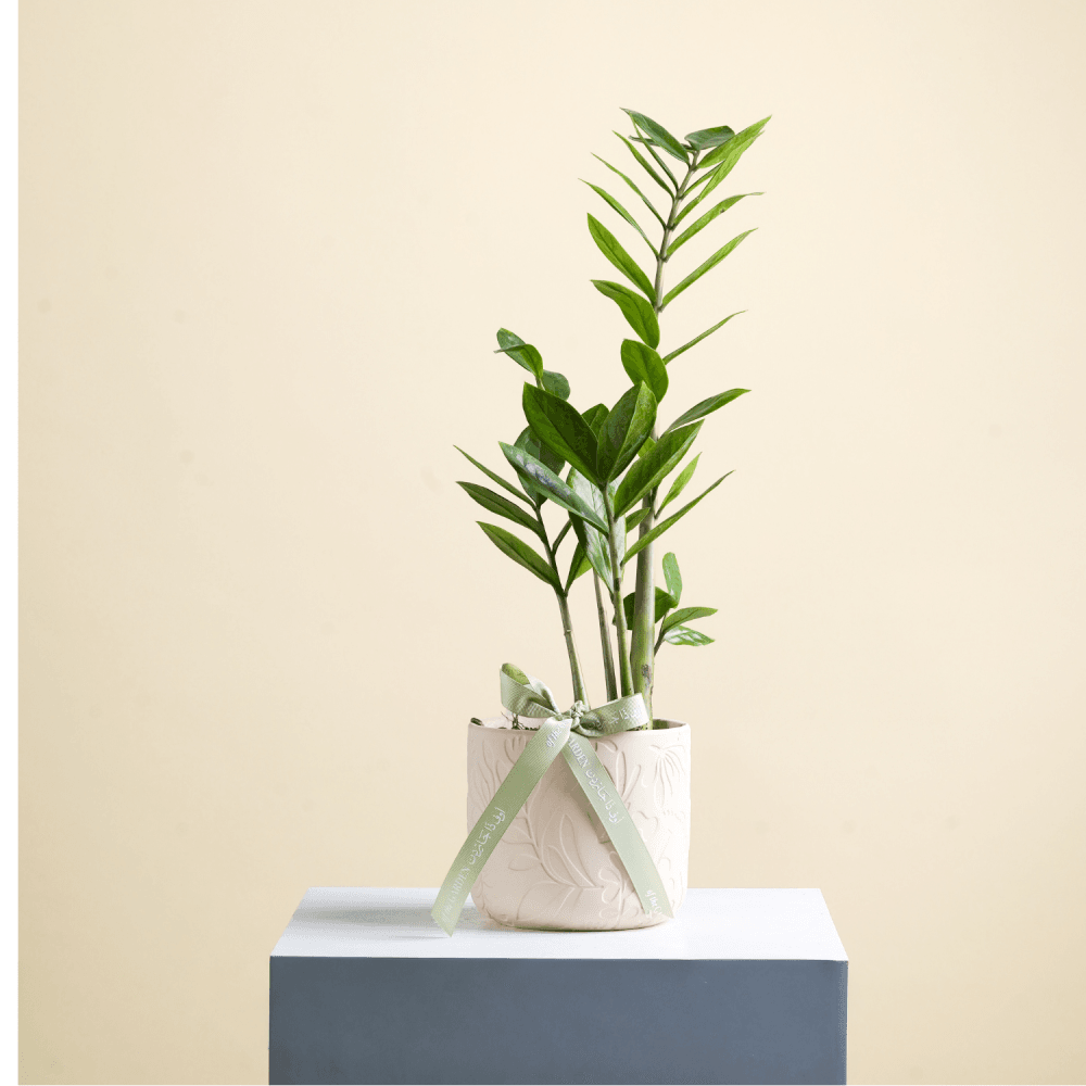 Zamia plant